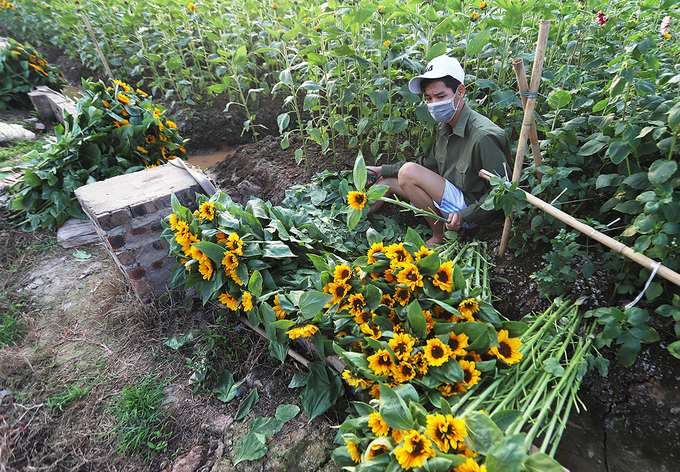 Người dân Tây Tựu thu hoạch hoa phục vụ 8/3